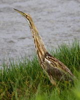 American Bittern