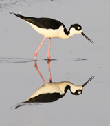 Black-necked Stilt