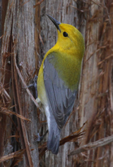 Prothonotary Warbler