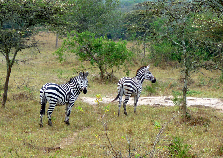 Zebra photo by Gina Nichol