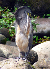 Fasciated Tiger Heron