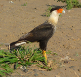 Crested Caracara