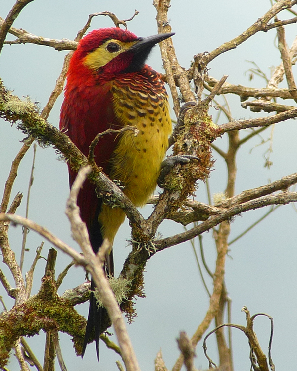 CRIMSON-MANLTED WOODPECKER