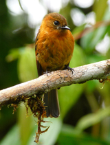 Cinnamon Flycatcher 