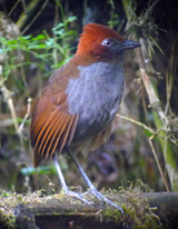 Chestnut-naped Antpitta 