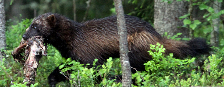 Wolverine photo by Steve Bird.