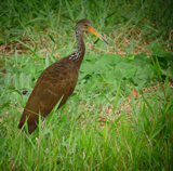 Limpkin