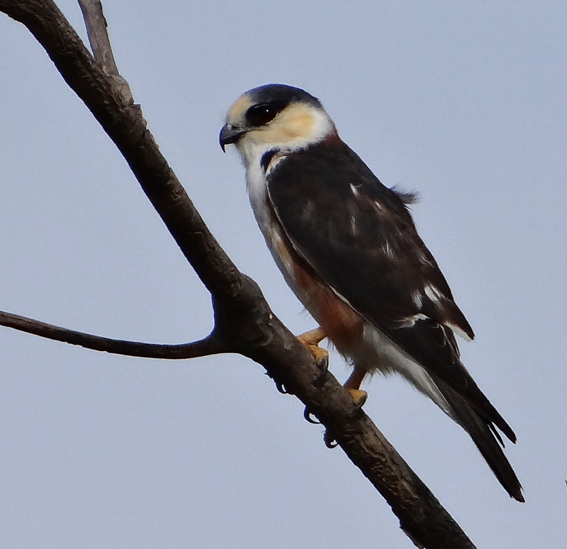 Pearl Kite 