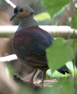 Crested Quail Dove