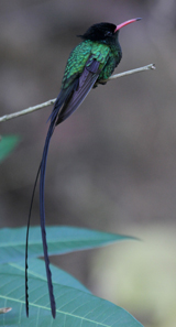 Red-billed Streamertail 