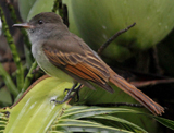 Rufous-tailed Flycatcher