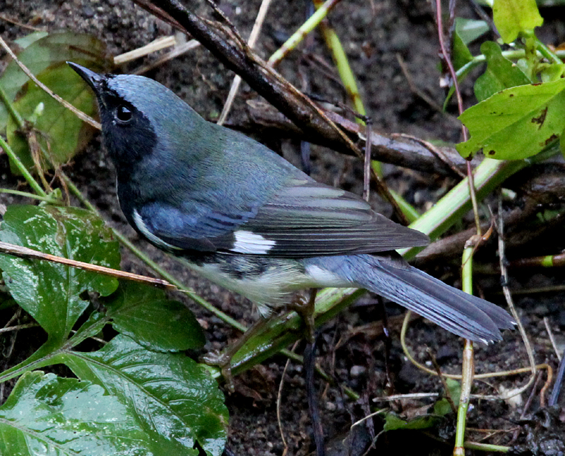 Black-throated Blue Warbler 