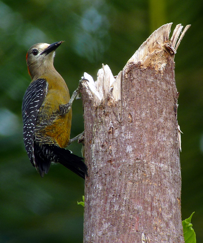 Jamaican Woodpecker