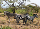 Grevy's & Common Zebra