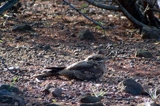 Slender-tailed Nightjar