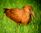 Hamerkop