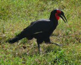 Southern Ground Hornbill