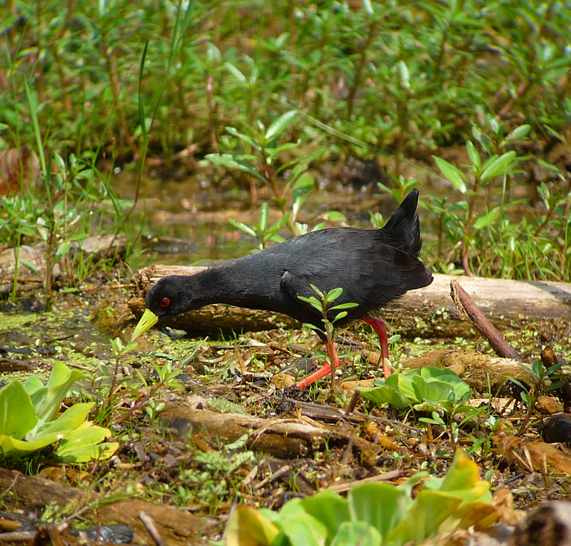 Black Crake. Photo by Gina Nichol. 