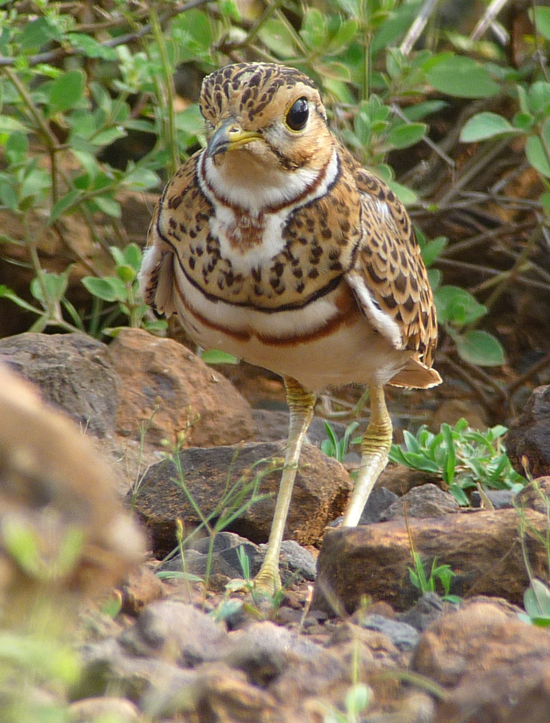 Hueglin's Courser. Photo by Gina Nichol.