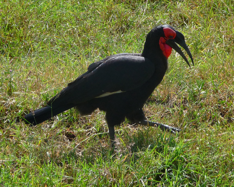 Southern Ground Hornbill. Photo by Gina Nichol.