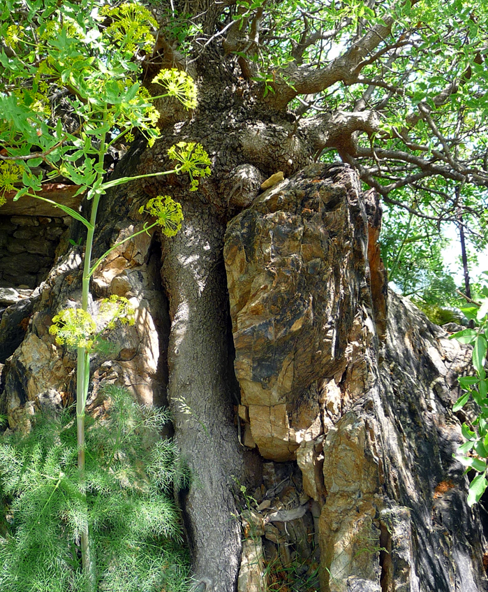 Tree growing out of petrified wood 