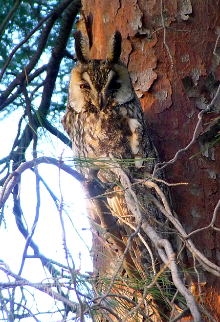 Long-eared Owl 