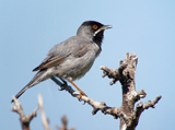 Rppell's Warbler