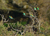 European Bee-eaters