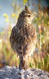 Crested Lark