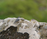 Rock Nuthatch 