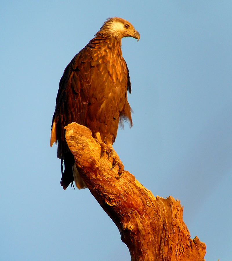 Madagascar Fish Eagle 