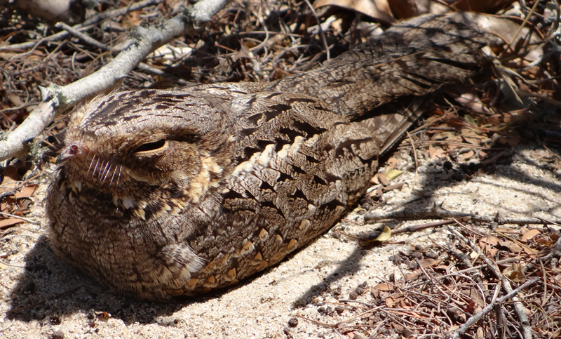 Madagascar Nightjar 