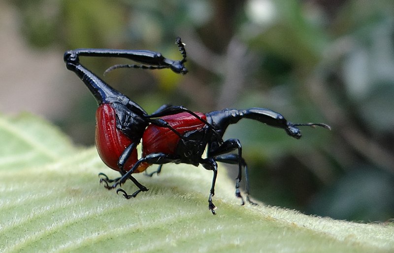 Giraffe Weevils