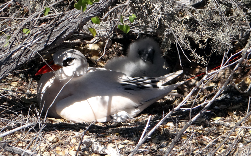 Red-tailed Tropicbird