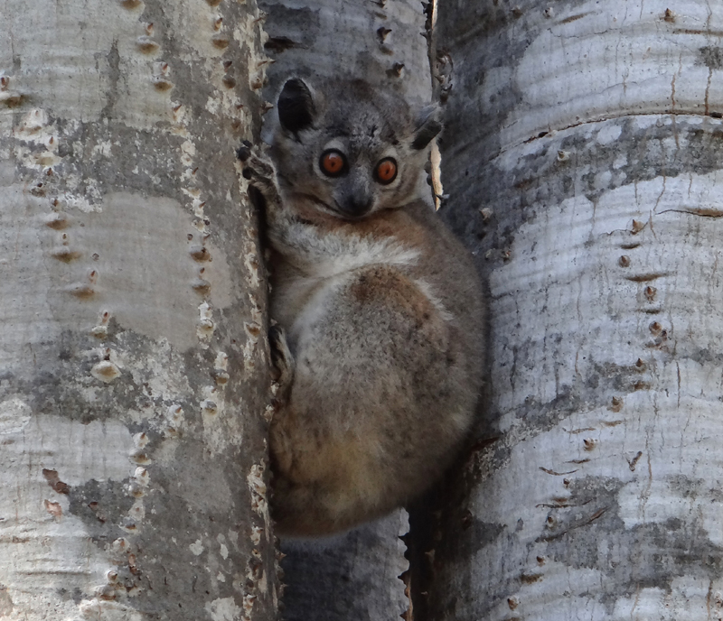 White-footed Sportive Lemur