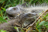 Green Iguanas