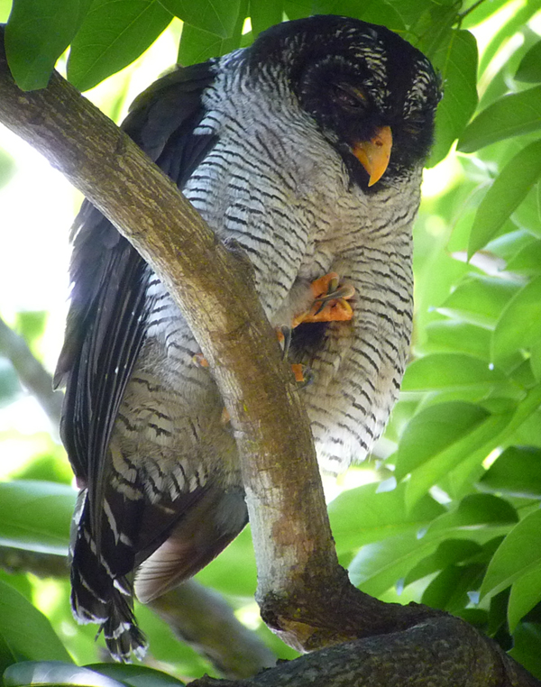 Black-and-white Owl 