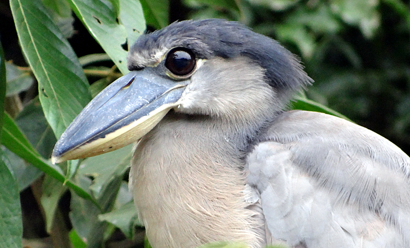 Boat-billed Heron