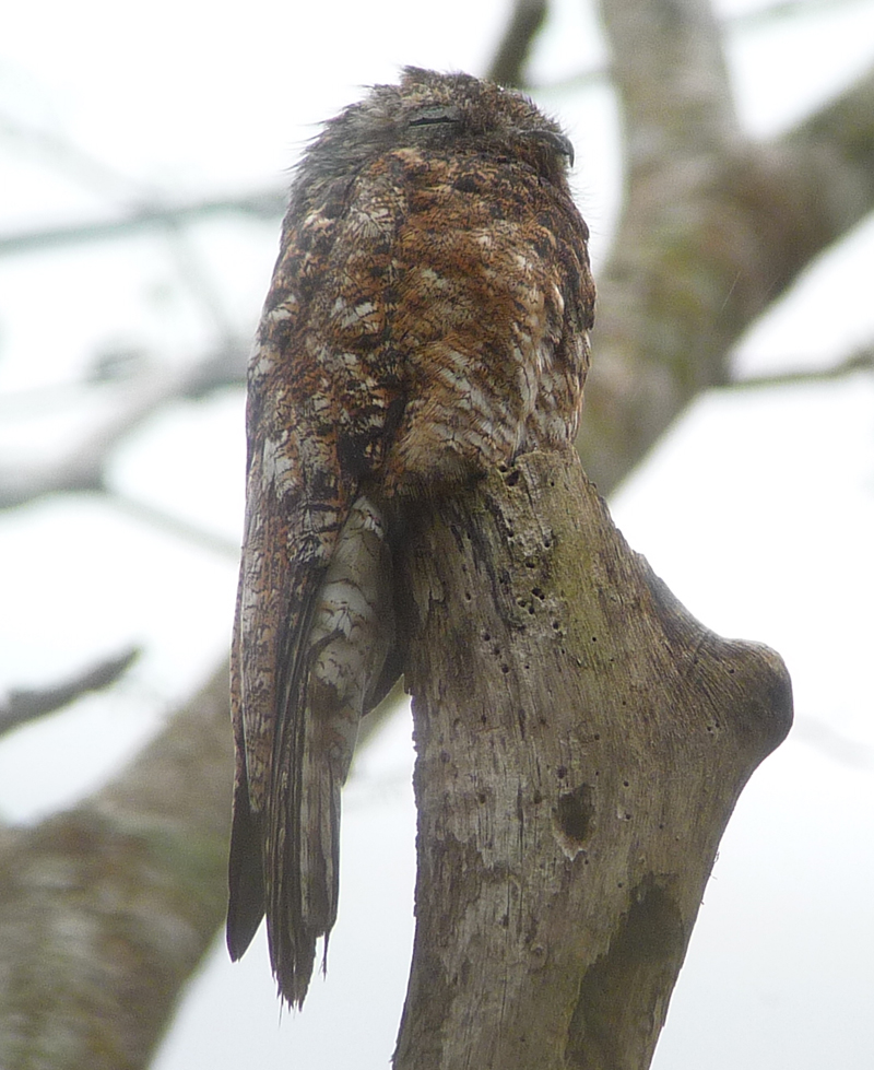 Great Potoo