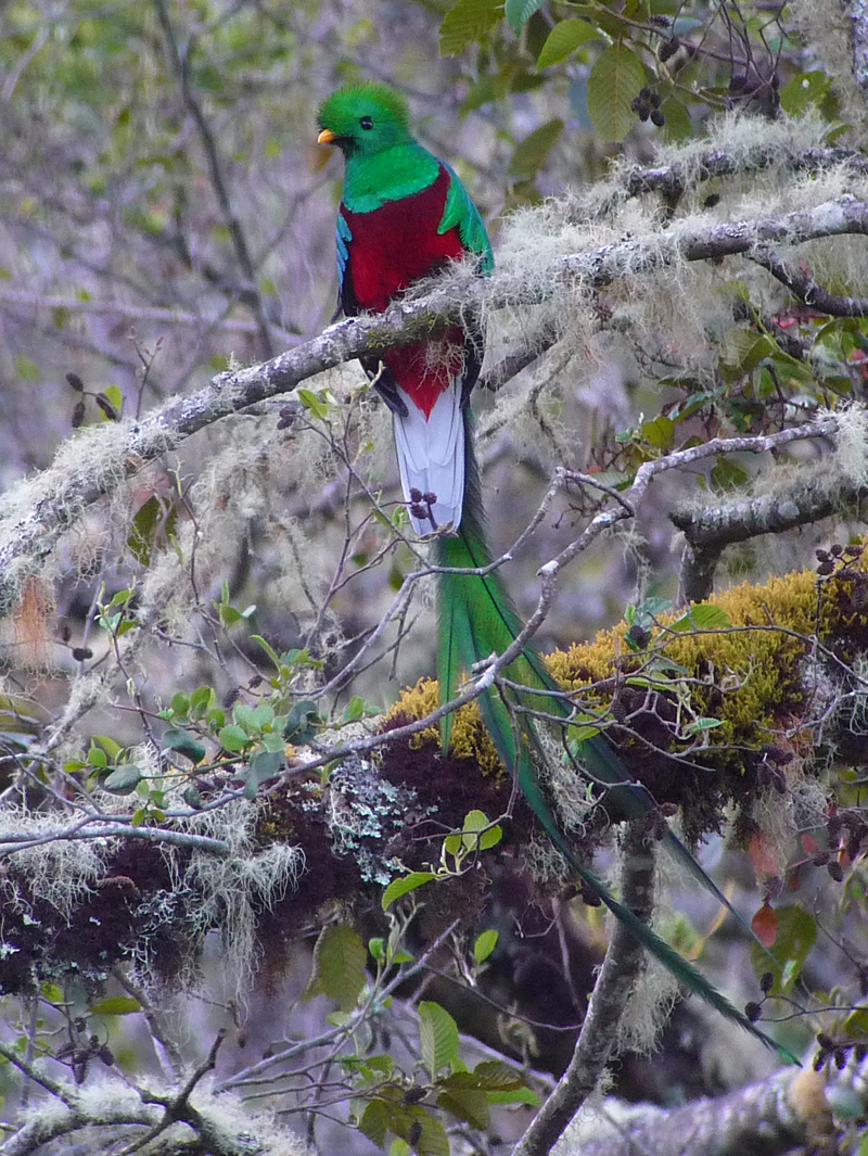 Resplendent Quetzal