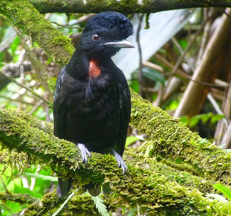 Bare-necked Umbrellabird 