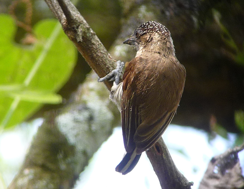 Grayish Piculet 