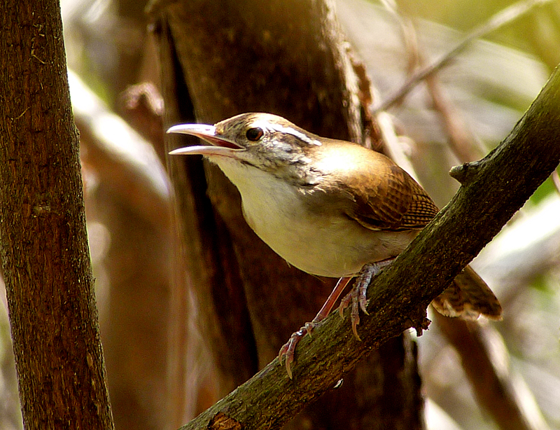 Antioquia Wren