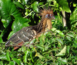 Hoatzin