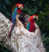 Red-and-green Macaw