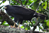 Zone-tailed Hawk