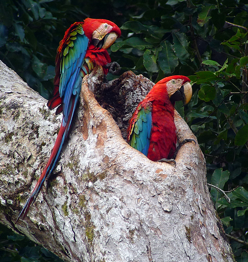 Red-and-green Macaws