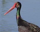 Black Stork