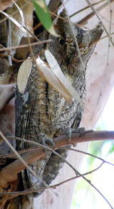 Scops Owl