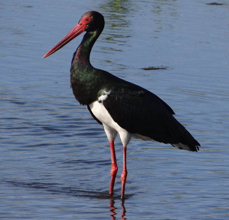 BLACK STORK